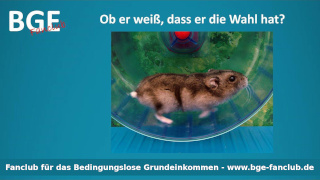 Hamster Wahl - Bild größer - Download oder Link kopieren